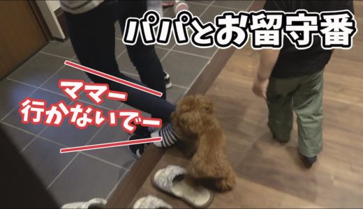 お出掛けを必死に阻止する犬が可愛い！トイプードルのくるみちゃん！パパとお留守番