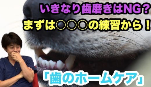 いきなりの歯磨きはNG？犬と猫の口臭ケアについて獣医さんがコメント