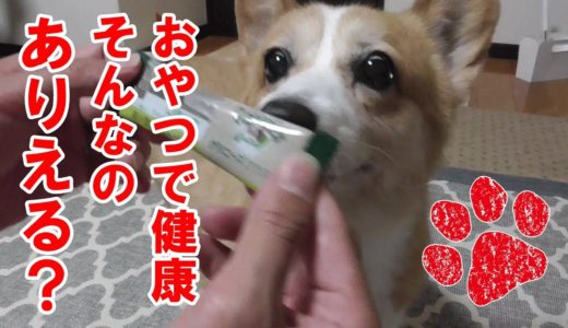 犬の歯磨きガムって意味があるの？【コーギーチロ】結果は瞬殺！