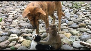 子ねこと犬とサルが楽しく遊ぶ