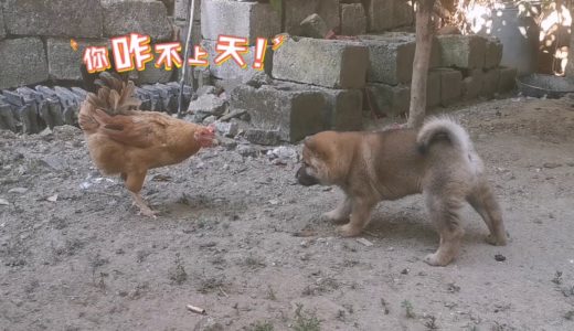 田园犬狗崽第一次和鸡正面交锋，刚中带怂，最后请来兄弟救场！