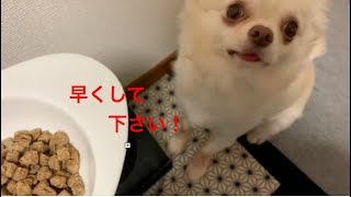 犬ごはん　興奮して待てないチワワ　Dog rice.　Chihuahua can’t wait