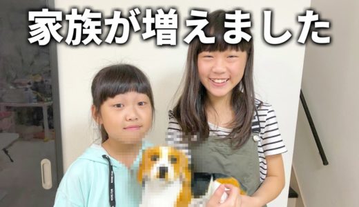 【ペット】かわいい家族が増えました。1歳の犬に子犬を見せたらどうなる？（ドッキリ）【しほりみチャンネル】