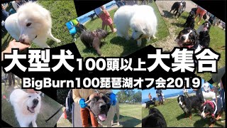 【犬イベント】めちゃいっぱい！大型犬琵琶湖オフ会2019前編【BigBurn100】