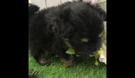 ペットショップ 犬の家 倉敷店 「マルックス」「105077」