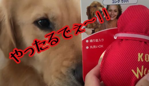 【大型犬】壊されたくない父と、壊したいゴールデンレトリバーのれお