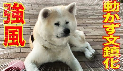 落し物.秋田犬そうすけ・強風の隅田川で文鎮化しますtake a leisurely walk