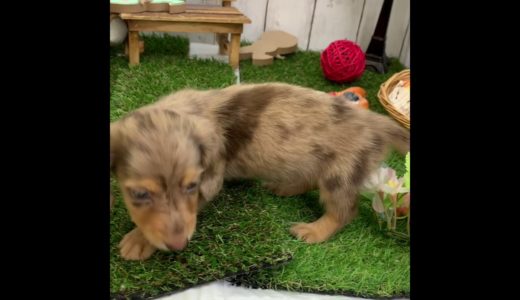 ペットショップ 犬の家 倉敷店 「ミニチュア・ダックスフンド（ロング）」「105344」