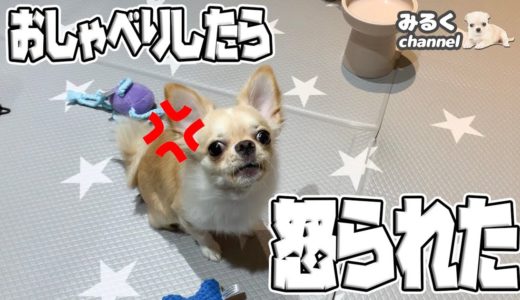 初めて犬とおしゃべりしてみたら！怒られた【おしゃべり】【真似】【お遊び】