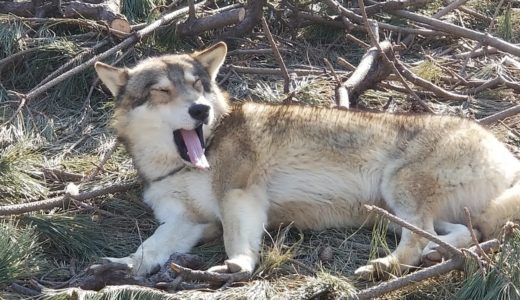 器用に枕を使ってくつろぐ狼犬