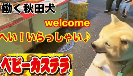 ヘイ！ラッシャイ♪美味しいよ！秋田犬・満光寺縁日で今日もベビーカステラa fair stall