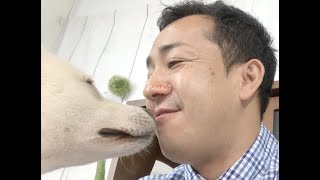 【和犬SP】最後は覚醒!? 意外な○○の紀州犬が登場