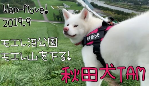 秋田犬TAM 「モエレ山」〜モエレ沼公園〜 Wan-Move! #144