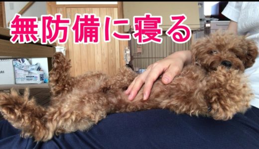 無防備な姿で寝てしまった犬　【トイプードルのサラ】