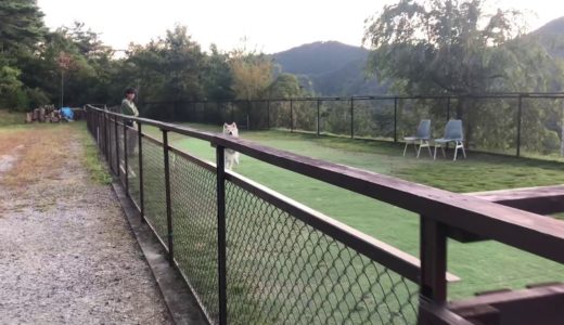 秋田犬パティ  ぼくは日帰り保育に行ってたら、ママが迎えに来てくれて、すごく嬉しくなっちゃいました🐶💕