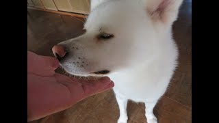 【秋田犬ゆうき】二時間くらいのお留守番でも飼い主が帰って来るとめっちゃ嬉しい【akita dog】