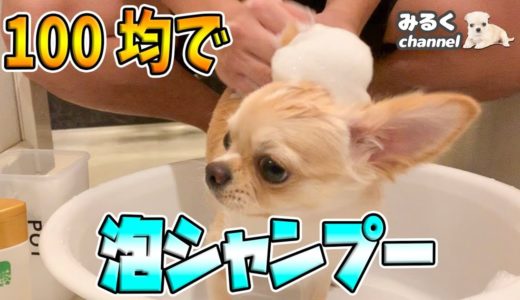 ‪🔴【検証】100均グッズで泡シャンプー！まさかの展開に犬もビックリ！【可愛い】