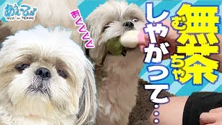 【おっさんと犬】無茶しやがって…をまとめてみた