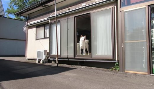 【秋田犬ゆうき】飼い主が再びピカピカの新車♪に乗って帰って来ました！【akita dog】