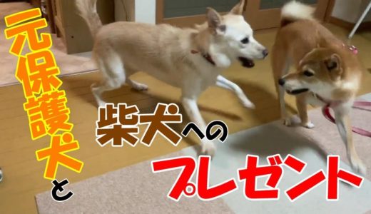 プレゼントを貰った元保護犬と柴犬。