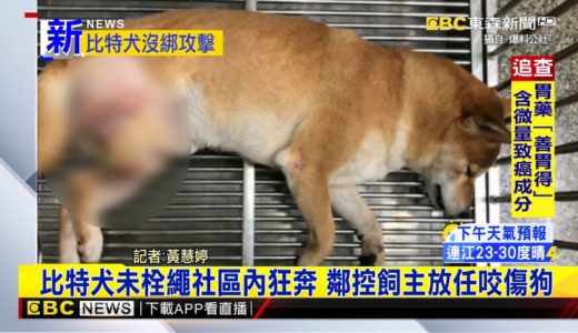 最新》比特犬未栓繩社區內狂奔 鄰控飼主放任咬傷狗