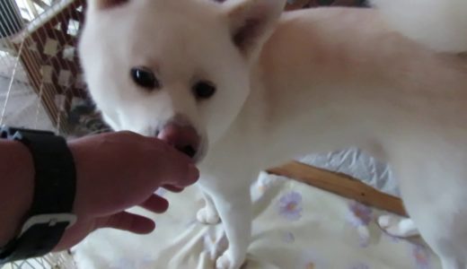 【秋田犬ゆうき】寝坊した飼い主にようやく会えたので盛り上がる【akita dog】