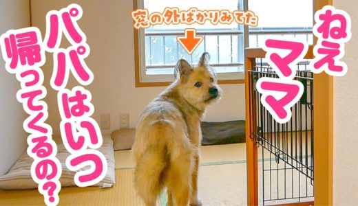 パパの帰りを健気に待つ犬の姿が愛しすぎて抱きしめたくなりました