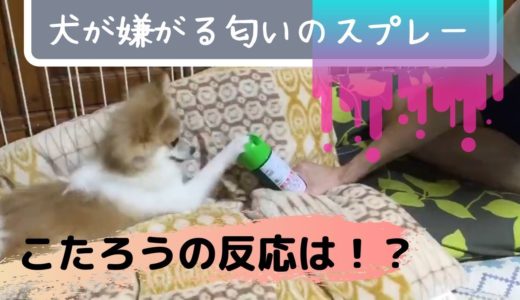 【犬が嫌がる匂いのスプレー】子犬こたろうの反応は？