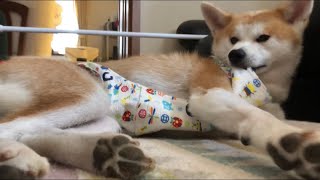 【秋田犬】密かにエプロン破壊工作を進めていたこむぎ【Akita-inu】Trial and error for wound protection