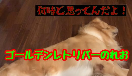 【大型犬】迷惑だけど側に居てくれる、ゴールデンレトリバーのれお