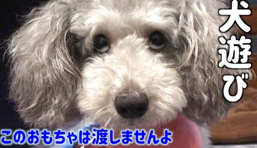 🐶いつもこんな感じで犬と遊んでます。いや、遊んでもらってるのは僕かもしれません。【トイプードルのグリィ】【犬】【dog】【toy poodle】