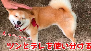 久々にお友達に会ったら、人と犬で１８０度反応が違う柴犬ハナ