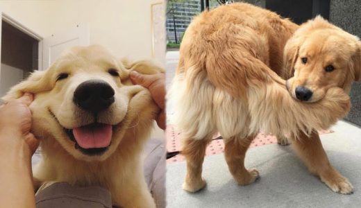 【犬と赤ちゃん】初めて子犬にあった犬の反応が超おもしろい・めっちゃ嬉しそう #28