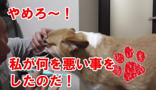 初めての歯磨き【コーギーチロ】犬に歯磨きって出来るもの？