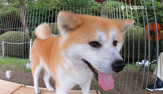 癒しのもふ耳秋田犬「北美」／秋田 | nippon.com