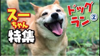 ドッグラン　スーちゃん特集　「老犬なんて言わせないわよ」の巻