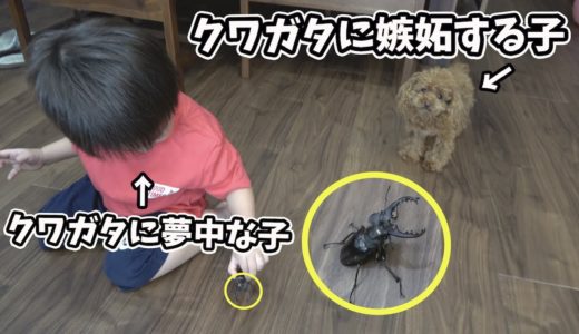 【トイプードル】犬と子供のとある昼下がり！かまってもらえず嫉妬する犬が可愛すぎる！