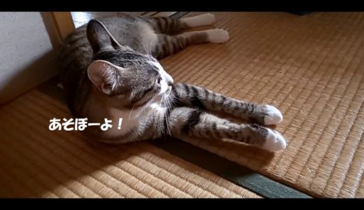 【猫と犬】夏を満喫しながら謝罪する日本の猫