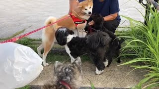 【秋田犬】挨拶しない犬には厳しいぱたこ【Akita-inu】