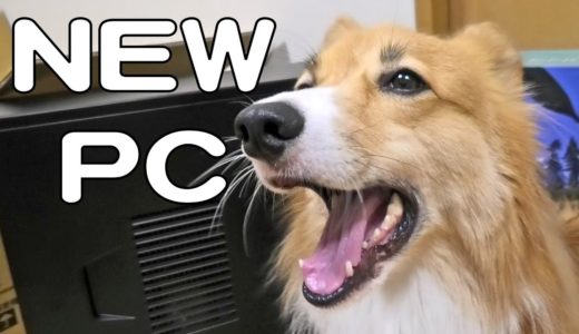 新しいパソコン / New computer 20190904 dog cat corgi コーギー 犬 猫