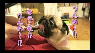 おやつが美味すぎて完全におかしくなったパグ犬ぷぅ pug