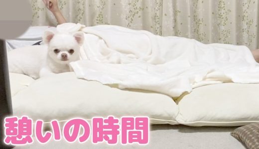 のんびり過ごしている時の犬の可愛い様子！チワワのコハクの憩いの時間