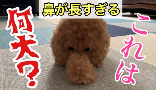 朝起きたら鼻の長い見知らぬ犬が居た！【今日のいちご】短足トイプードル