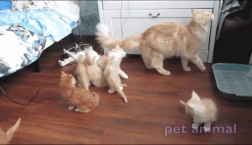 かわいい動物、犬、猫たち　おもしろペット動画＃154