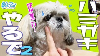 久々のハミガキじょうずかな？がんばるシーズー犬てんぽさん