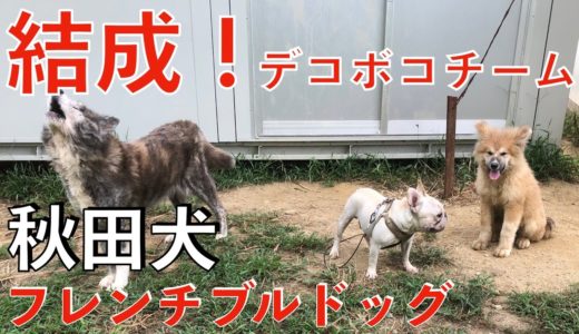 秋田犬・フレンチブルドッグ デコボコチーム結成！