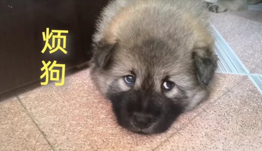 中华田园犬小奶狗被主人烦坏了，直翻白眼，眼神太萌了！