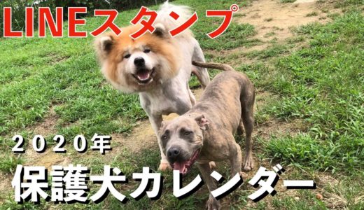 LINEスタンプお礼 2020年保護犬達のカレンダー！Animal Rescue Nursing