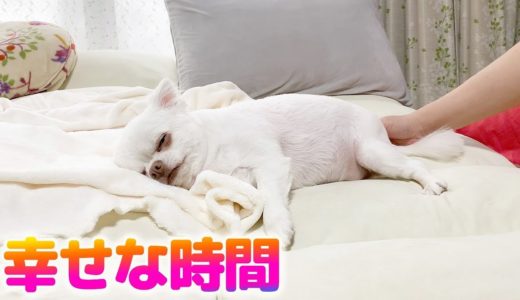 ママに撫でられて幸せそうに寝ちゃう可愛い犬の寝顔！チワワのコハク