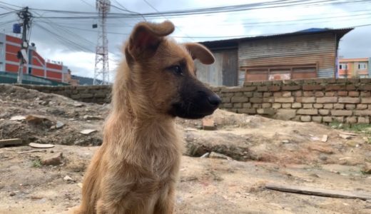 海外の保護犬の子犬たちの日常。いたずら、警戒、冒険。(元野良犬) Everyday life of stray dogs overseas.